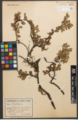 Foto von Salix retusa L.